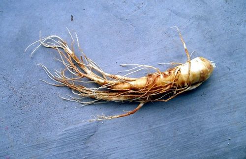 达州妇科专家告知人参服用有禁忌