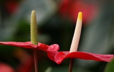 怎样使火鹤花叶美花艳?