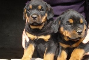 给短毛狗梳毛的手法