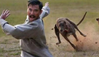 出门被狗狗追赶应该怎么办?