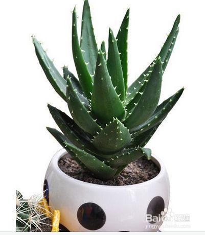 就知道用绿萝吸甲醛,这几种植物净化空气比绿萝好几倍!