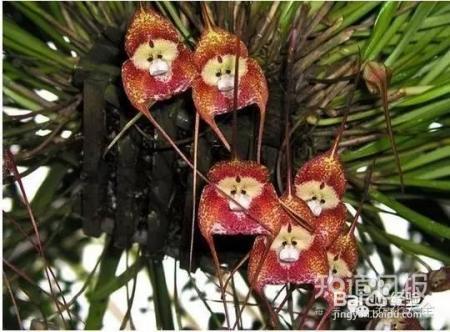 养花才是人生最好的投资，是真的吗