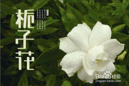 栀子酒的制作方法，喜欢酿酒的朋友收藏