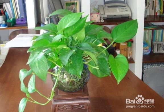 绿萝的作用有哪些?