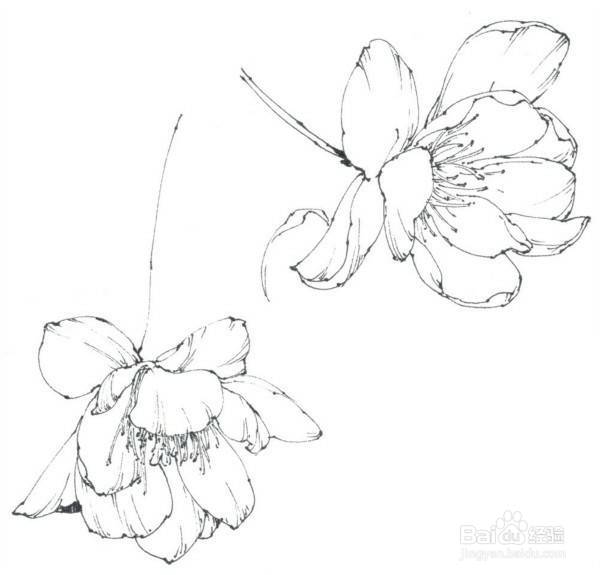 如何画垂丝海棠