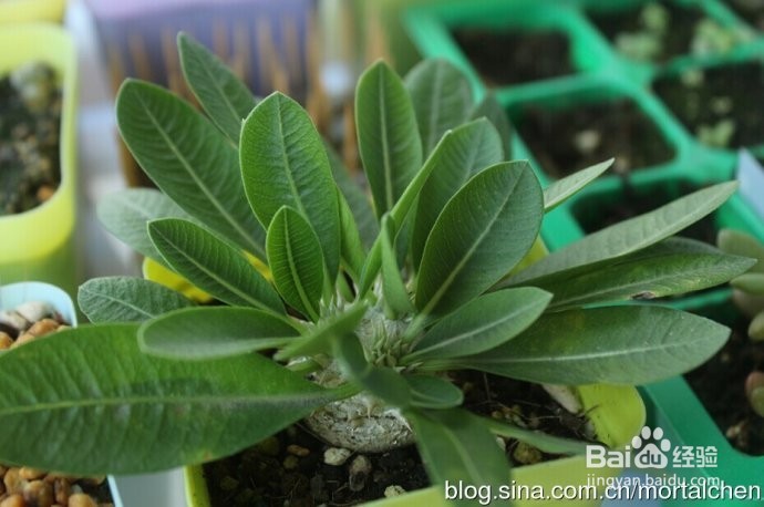 多肉植物惠比须笑怎么养