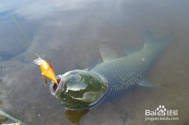 钓鱼的5大要招