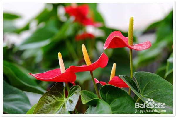 红掌怎么养和注意事项