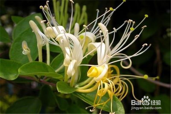 盆栽金银花怎么养