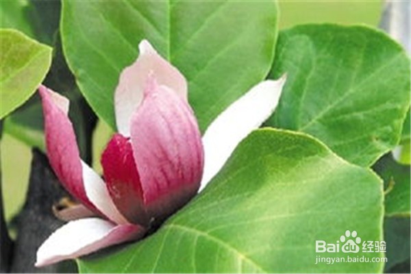 玉兰应该怎么养