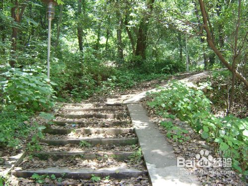 武大春季赏樱攻略