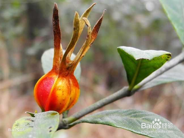 乙型脑炎【华佗妙法】：[2]清瘟败毒饮