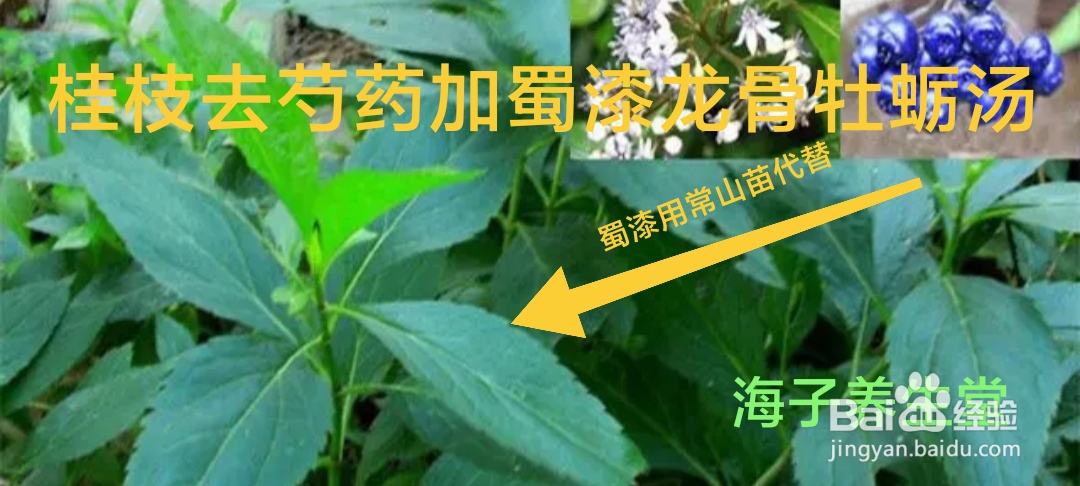桂枝去芍药加蜀漆龙骨牡蛎救逆汤
