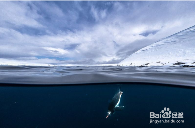 美摄影师冰冷海水中拍摄企鹅跳水