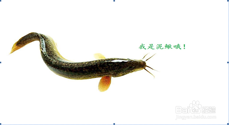 如何区别黄鳝与泥鳅
