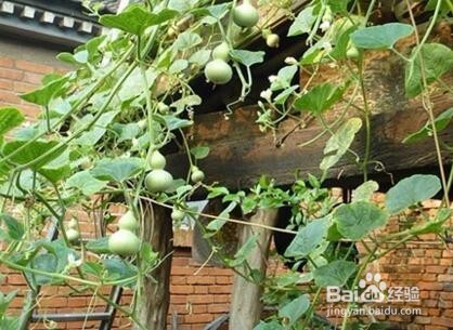 露台种菜怎么做防水