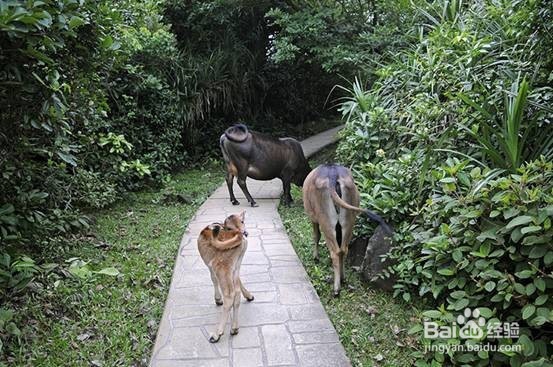 香港塔门岛露营