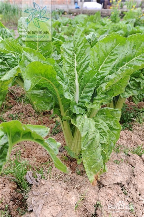 常吃的蔬菜长老后会是什么样呢？