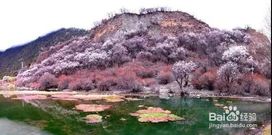 7个最合适早春三月旅行的地方