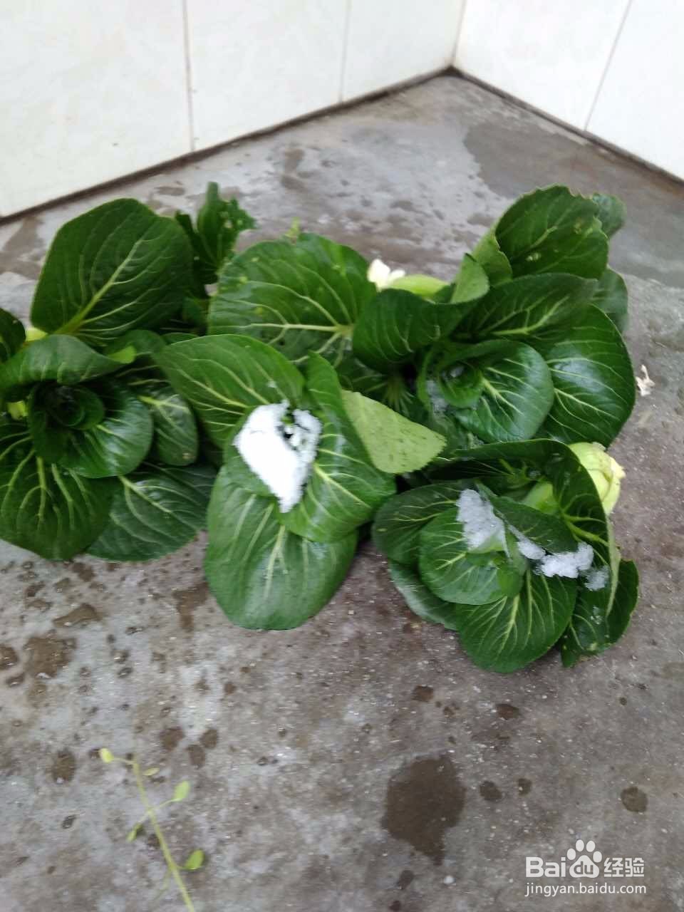 素炒农家青菜 的做法