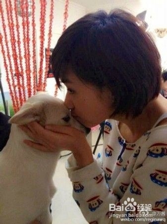 怎样哄你家生病的小狗狗主动吃