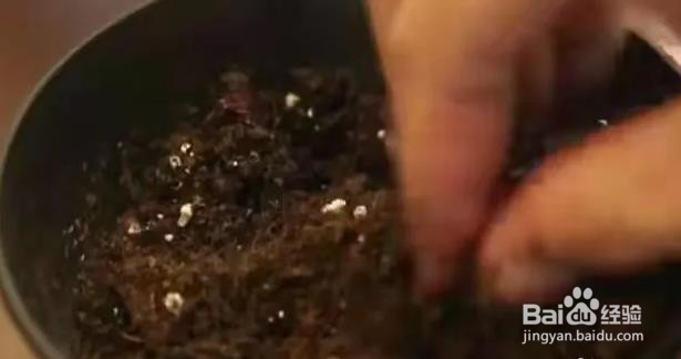 自己在家怎么种荔枝