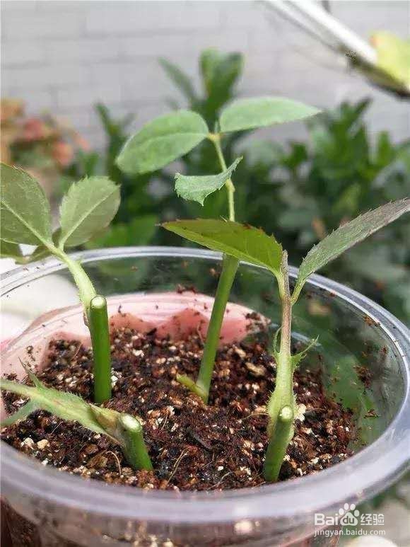 花谢后，剪下“花后枝”，插土里，来年花满盆！