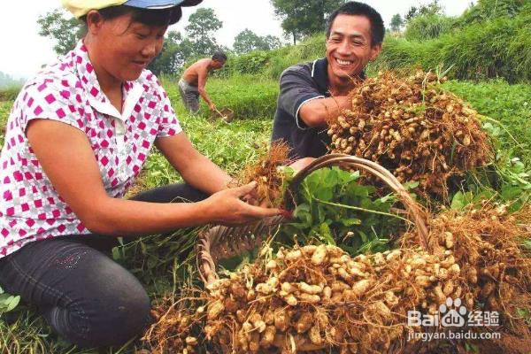 种植花生,如何防止蛴螬