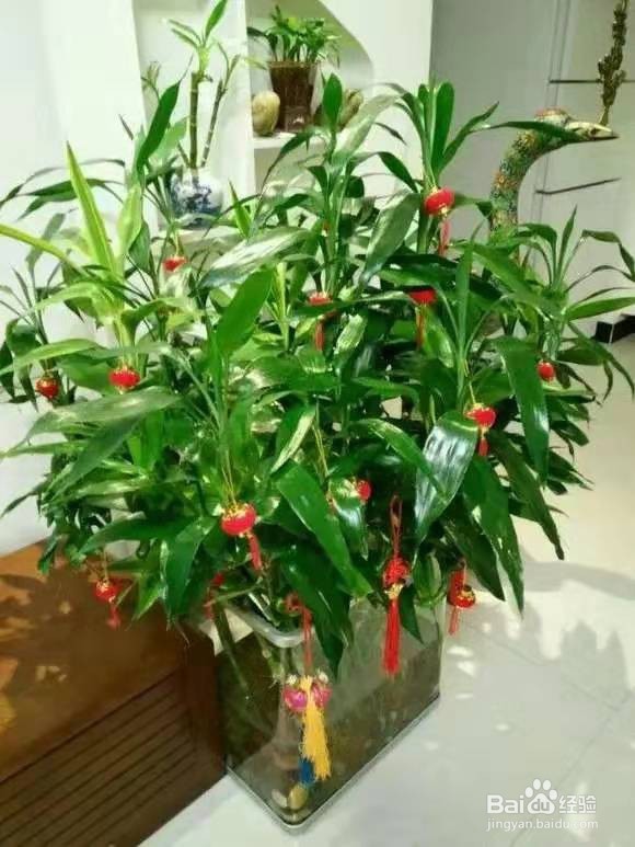 养花别乱换盆，否则黄叶枯萎不开花，越长越差