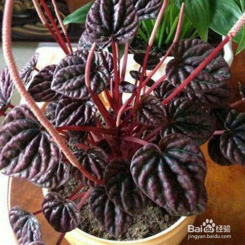 皱叶椒草如何养