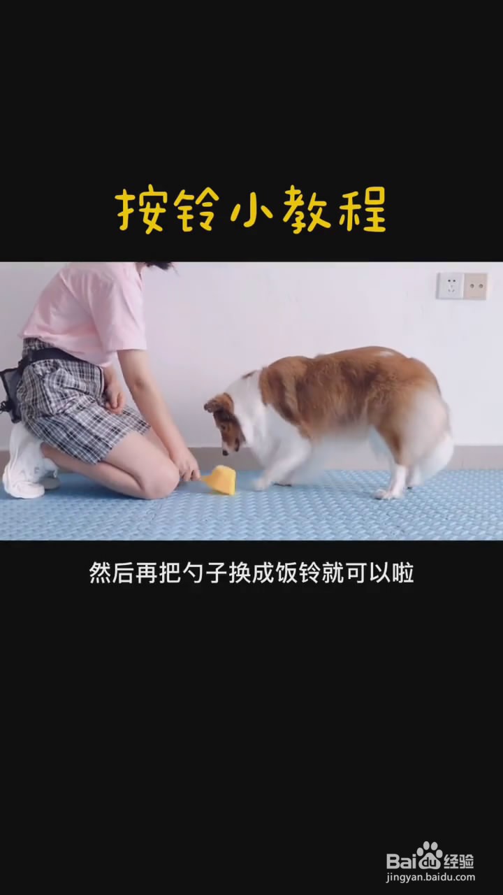 如何训练狗狗按铃