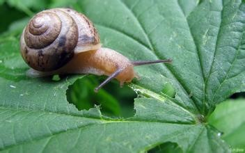 花园菜园中如何消除蜗牛 鼻涕虫的危害 百度经验