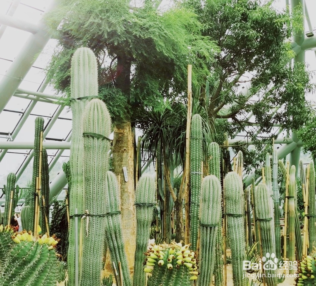 惠州植物园一日游攻略