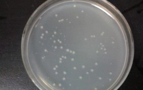 牛肉膏和蛋白胨主要为微生物提供什么营养物质
