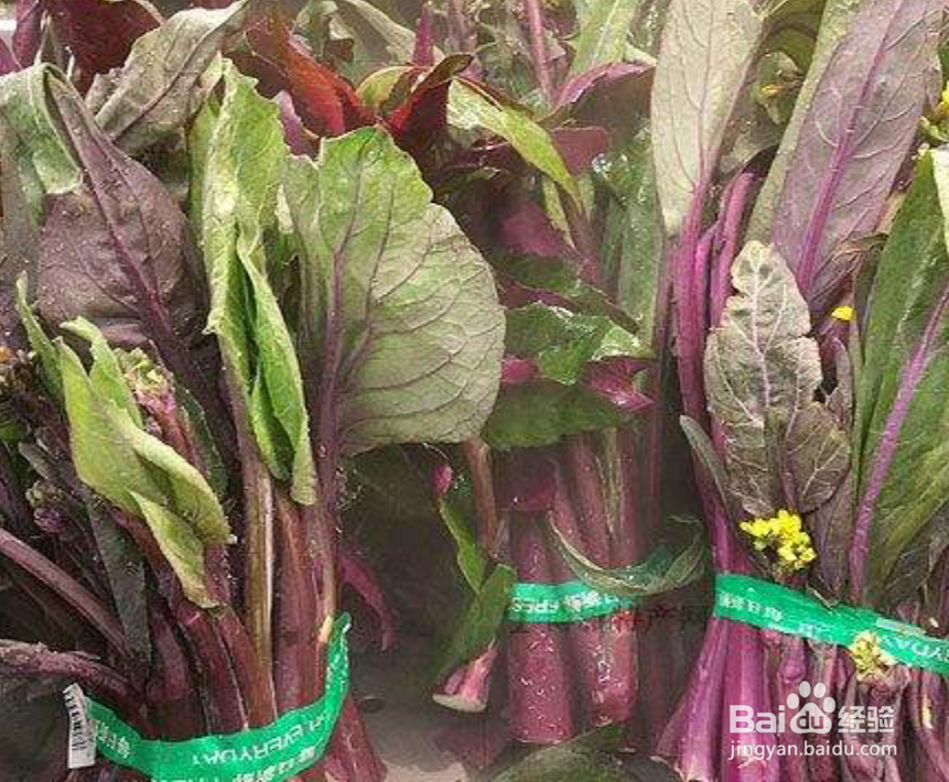 九月红菜苔的种植方法