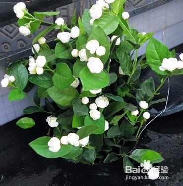 美观又实用的家居植物