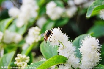 你知道吗蜂蜜功效含180余种营养