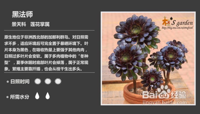 黑法师-多肉植物成长记