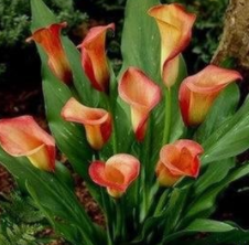 冬天怎么养护才能让彩色马蹄莲开花