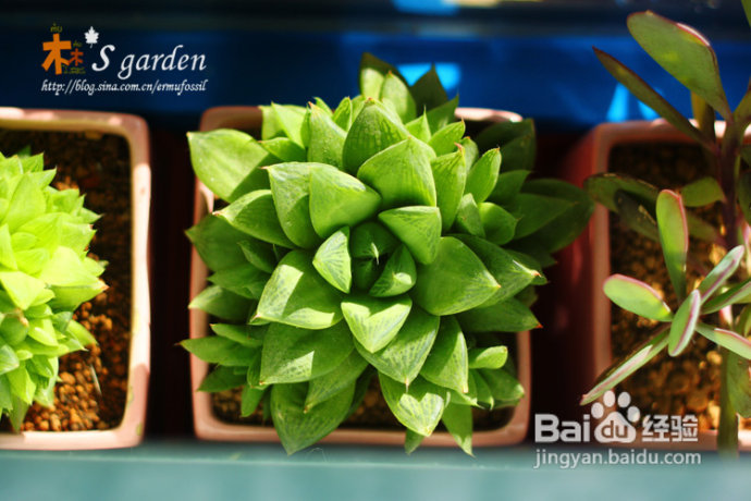 植物摄影小窍门+皮神山大王记