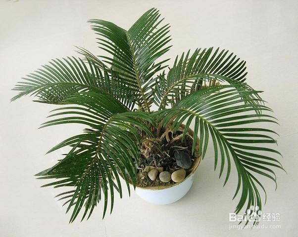 如何使得铁树生长快