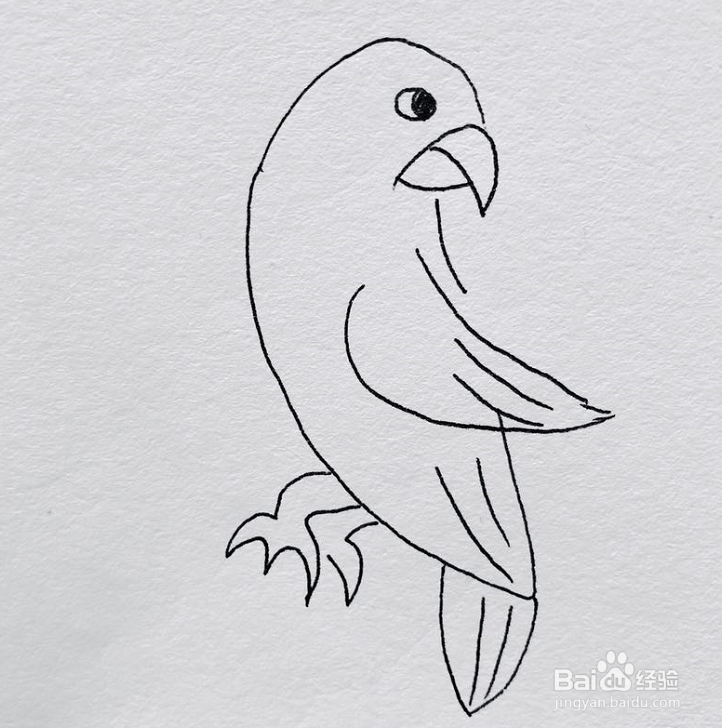 <b>如何画好一直鹦鹉的简笔画</b>