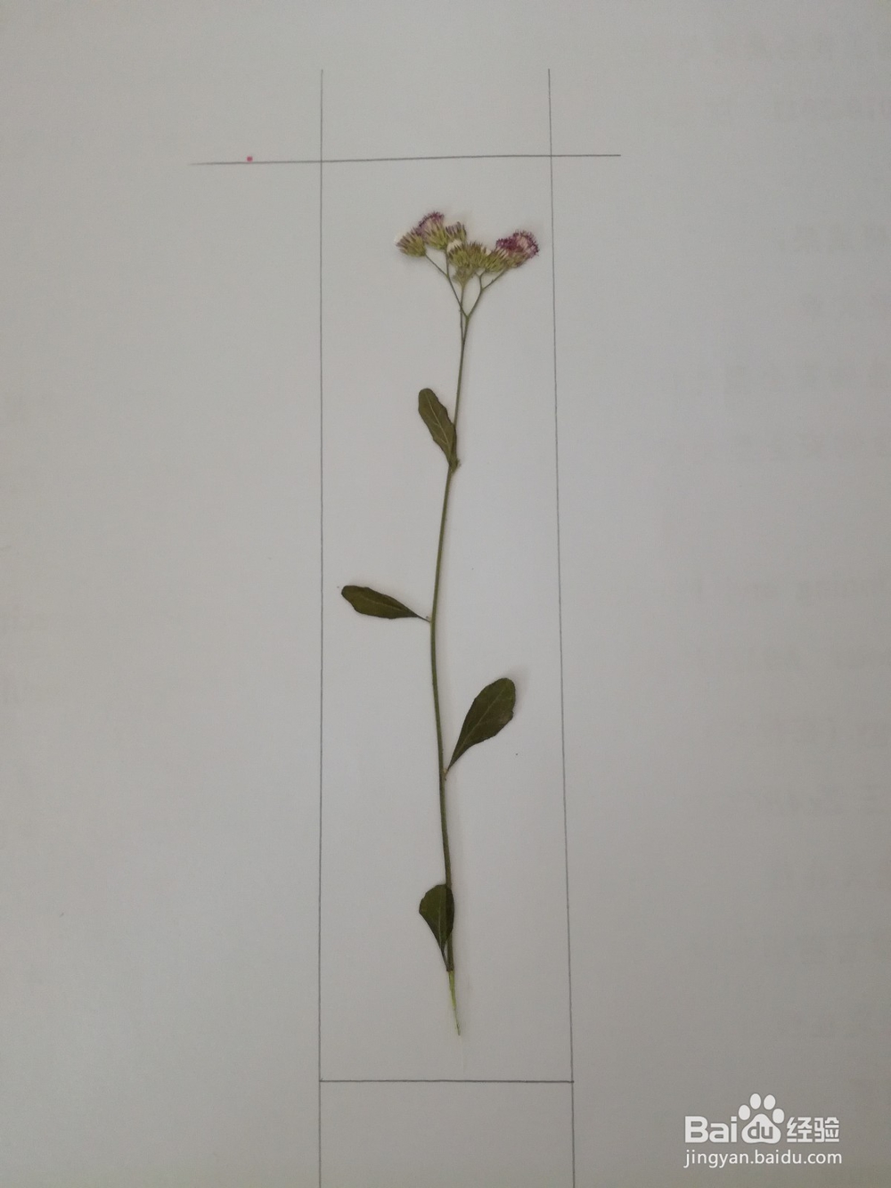 植物书签的制作