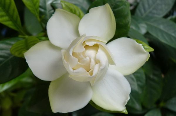 栀子花喜阴还是喜阳