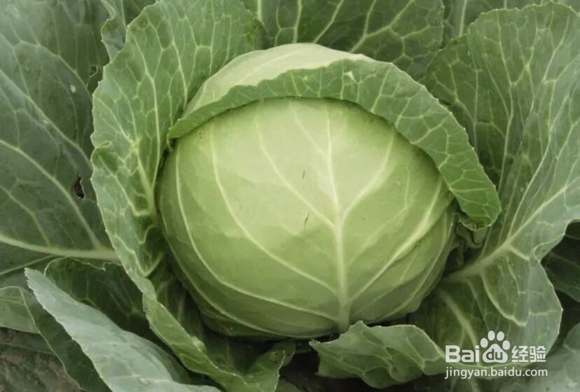 夏天种什么青菜