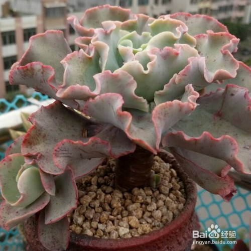 在家里该怎么养好女王花笠?