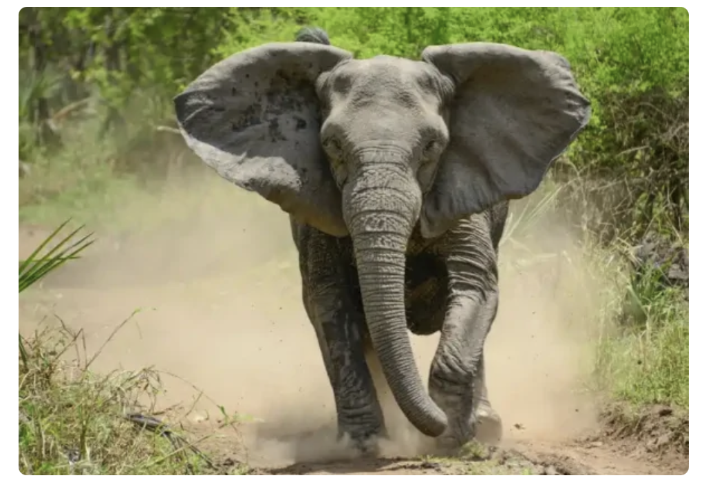 描写自然界的一种动物是什么