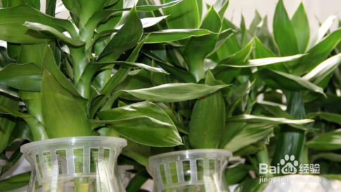 水养富贵竹养殖方法与注意事项