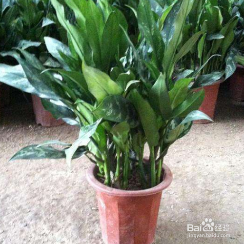 黑美人的培育方法和注意事项