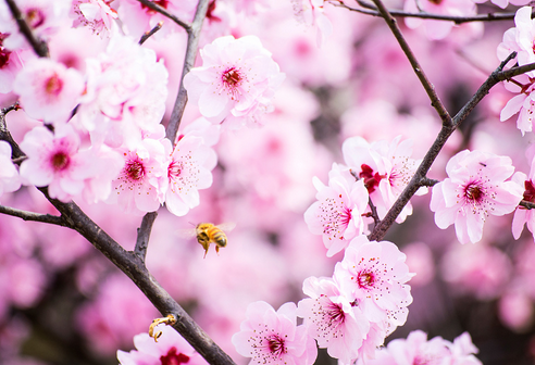 桃花在哪个季节开放